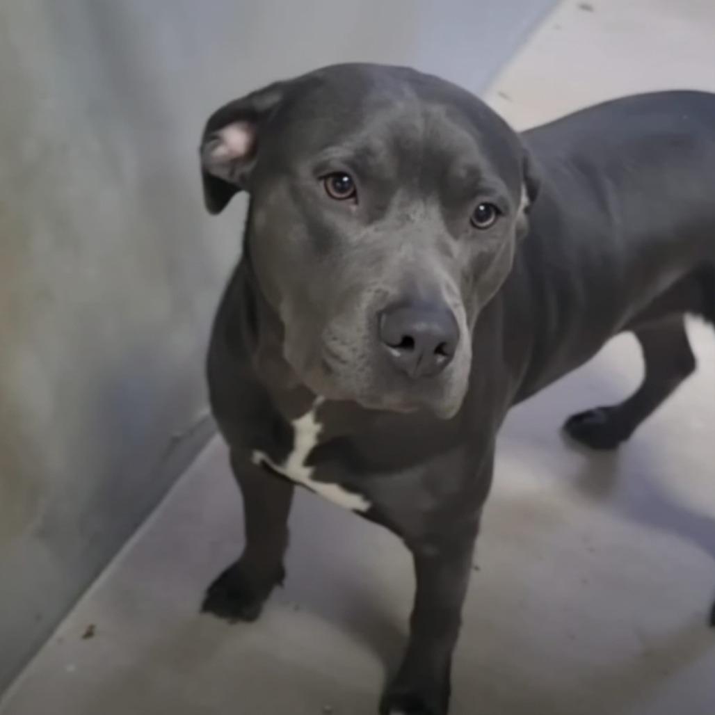 Enlarge Ace Ventura, a Adoptable Pit Bull Terrier in St. Louis, MO image 5/6