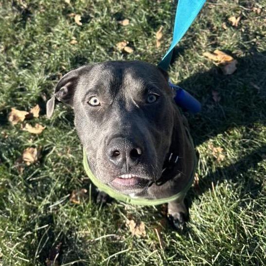 Enlarge Ace Ventura, a Adoptable Pit Bull Terrier in St. Louis, MO image 6/6