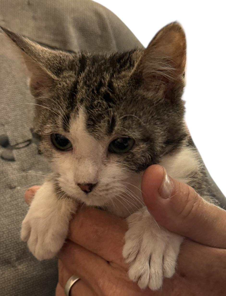 Enlarge Pippy Girl, an adopted American Shorthair in Grove, OK image 2/3