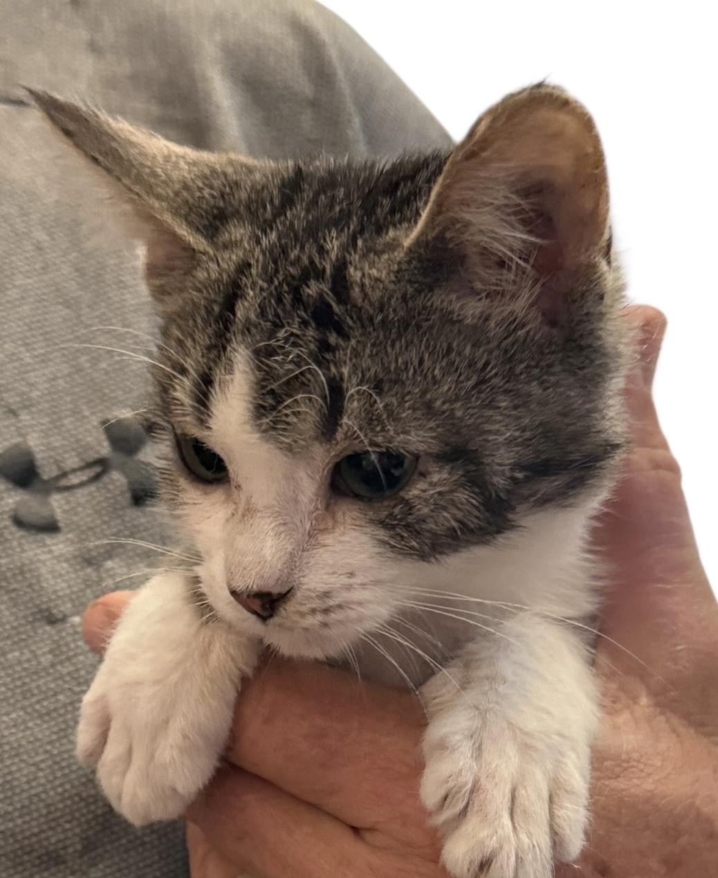 Enlarge Pippy Girl, an adopted American Shorthair in Grove, OK image 3/3