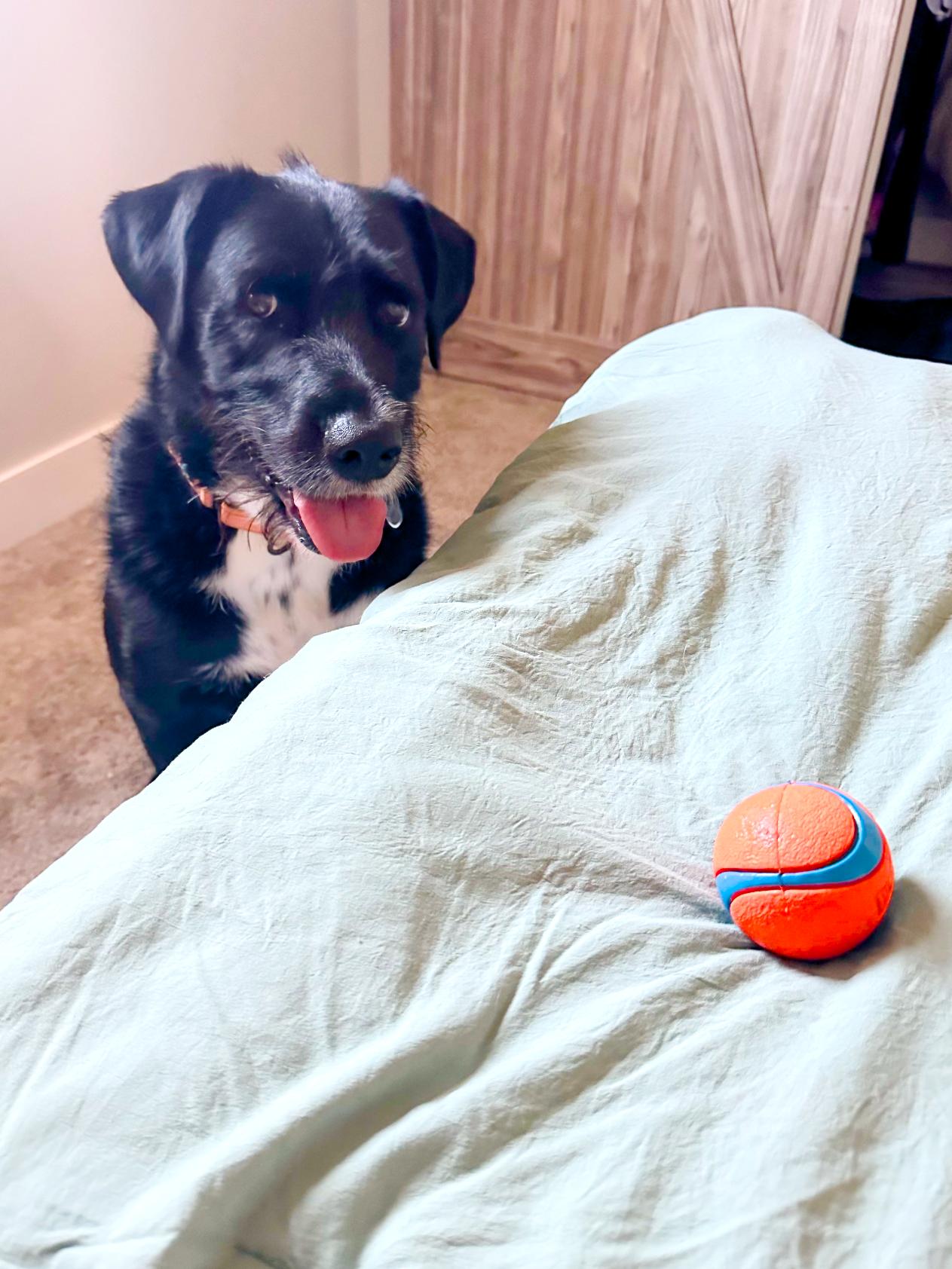 Jack, Adopted, Adult Male Border Collie & Labrador Retriever.