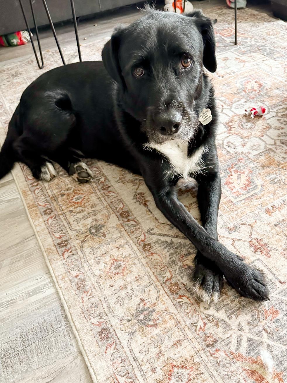 Jack, a Adopted mixed breed in Holladay, UT image 4/5