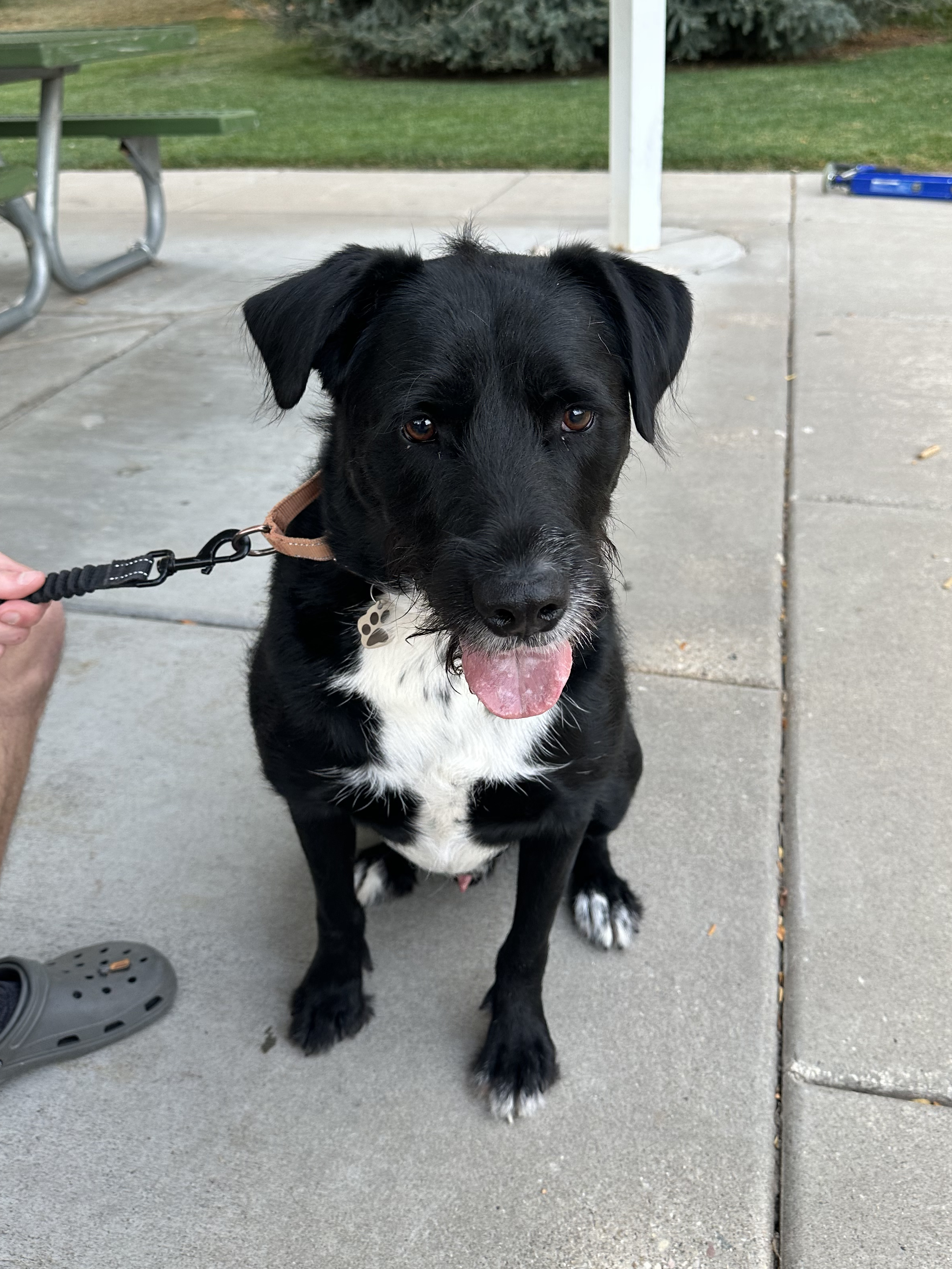 Jack, a Adopted mixed breed in Holladay, UT image 2/5