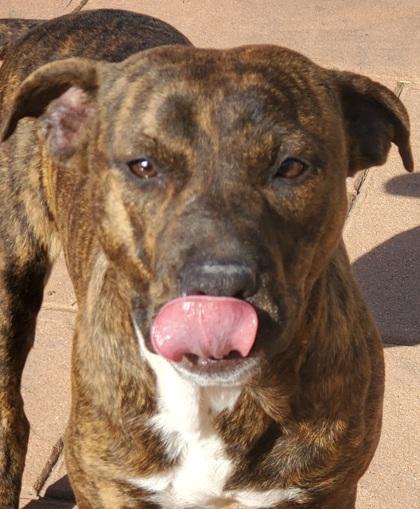 Enlarge Teagan, a Adoptable mixed breed in Shreveport, LA image 1/2