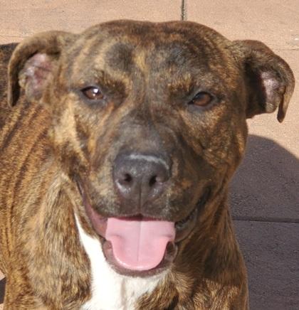 Enlarge Teagan, a Adoptable mixed breed in Shreveport, LA image 2/2