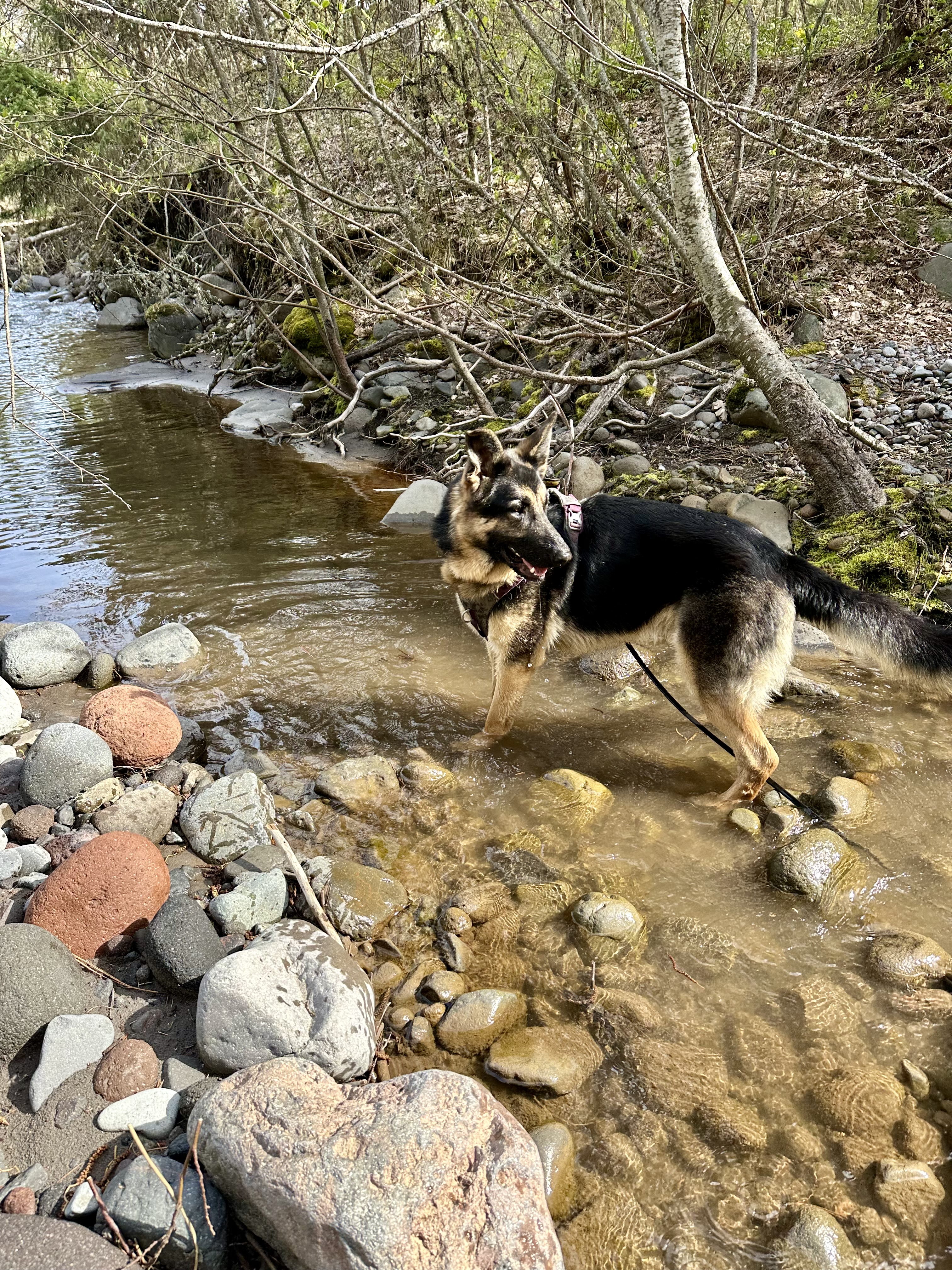 Butch (aka Buzz Lightyear), a Adoptable German Shepherd Dog in Hood River, OR image 3/5