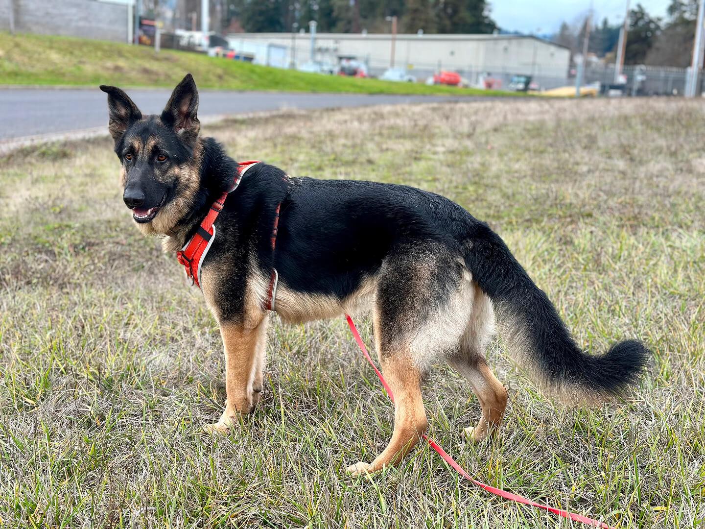 Butch (aka Buzz Lightyear), a Adoptable German Shepherd Dog in Hood River, OR image 5/5