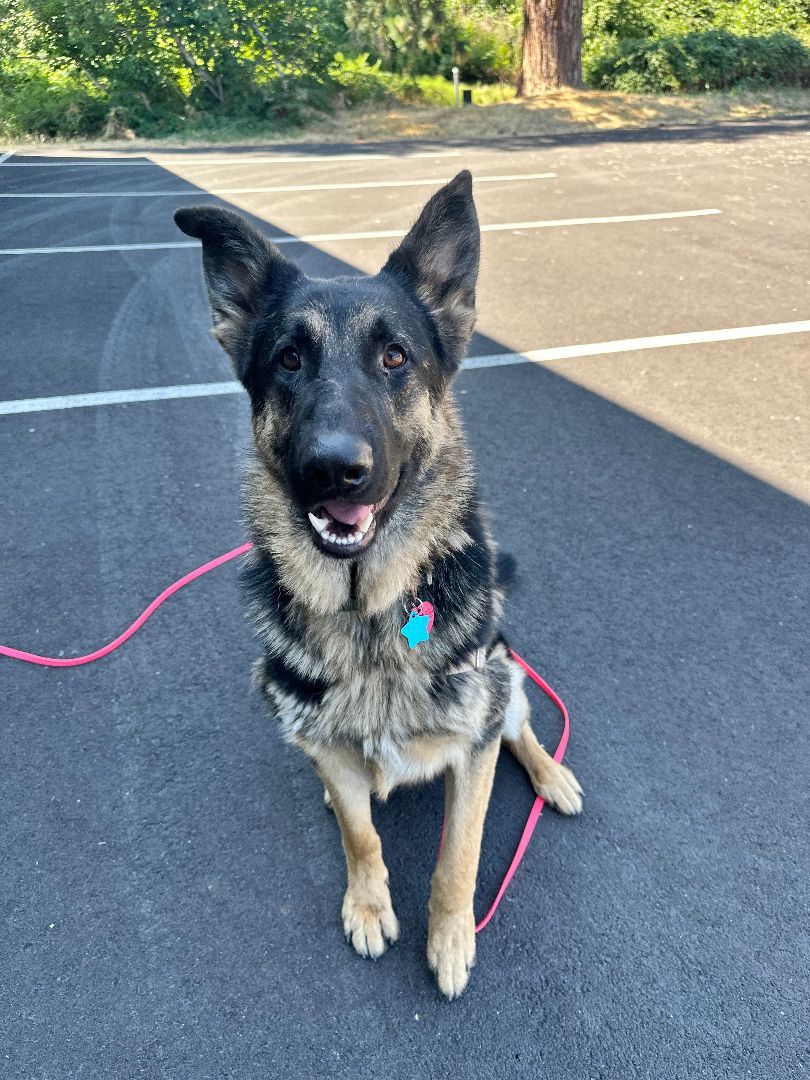 Butch (aka Buzz Lightyear), a Adoptable German Shepherd Dog in Hood River, OR image 2/5