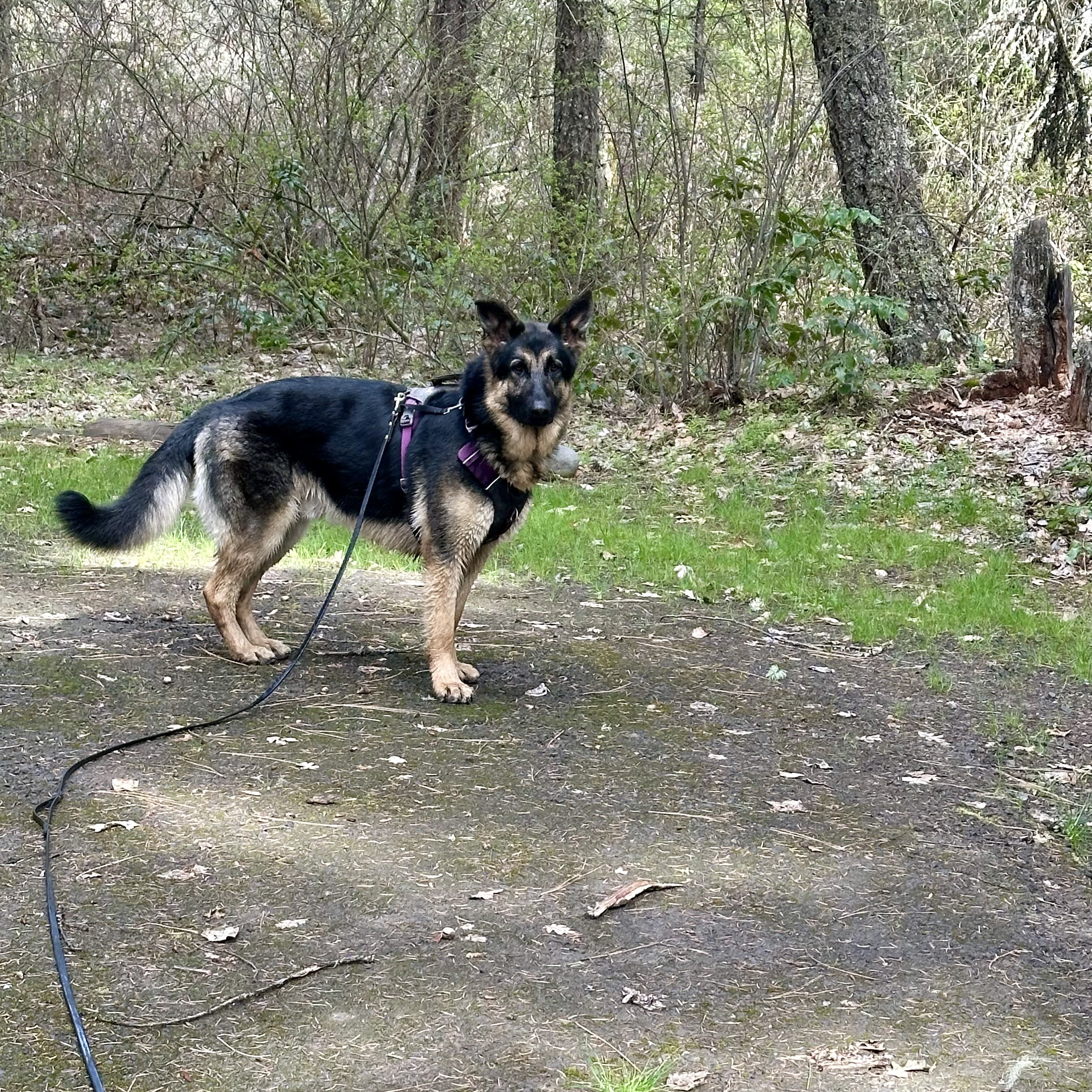 Butch (aka Buzz Lightyear), a Adoptable German Shepherd Dog in Hood River, OR image 4/5