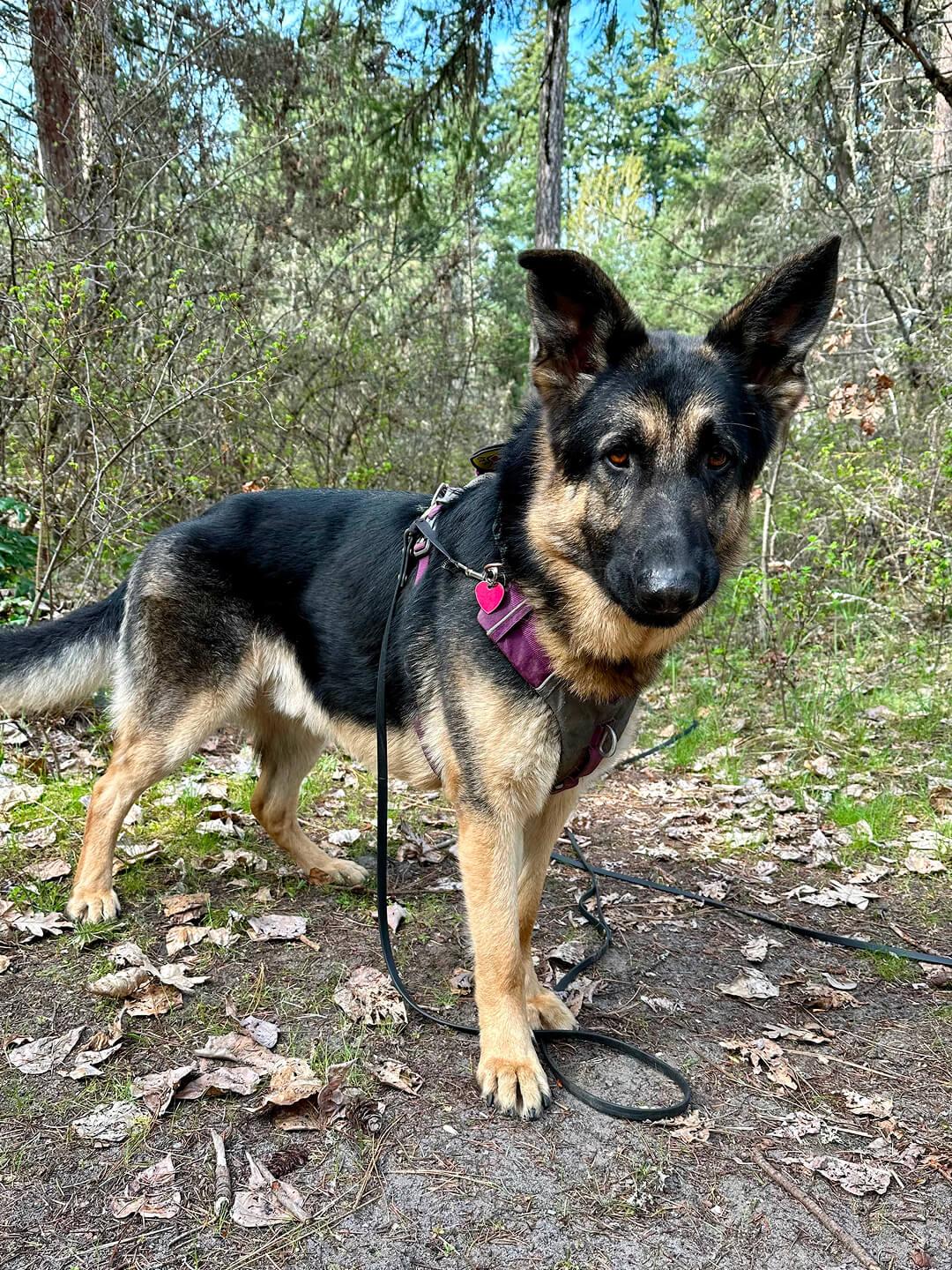 Butch (aka Buzz Lightyear), a Adoptable German Shepherd Dog in Hood River, OR image 1/5