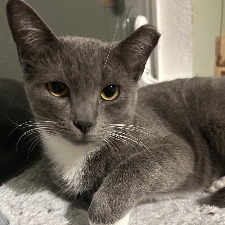 Enlarge Calani, an adopted mixed breed in Sacramento, CA image 2/2