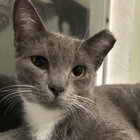 Calani, adopted, Adult Female Tuxedo & Domestic Short Hair.