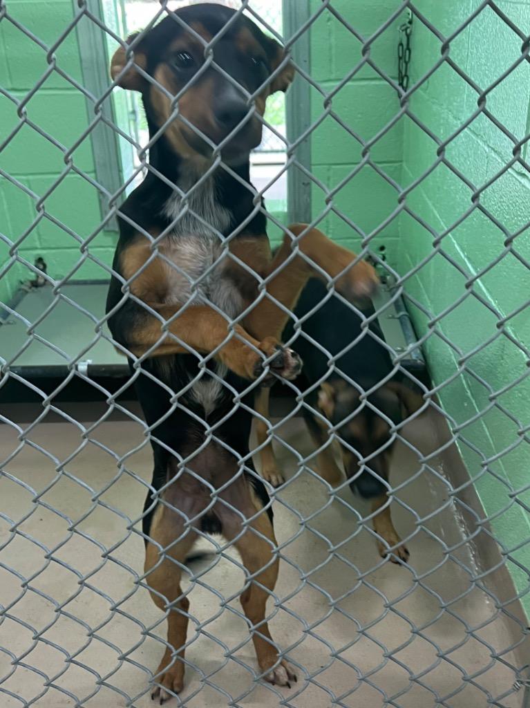 Sherman, Adoptable, Puppy Male Australian Cattle Dog / Blue Heeler.