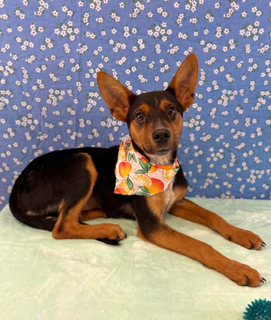 Sherman, Adoptable, Puppy Male Australian Cattle Dog / Blue Heeler.