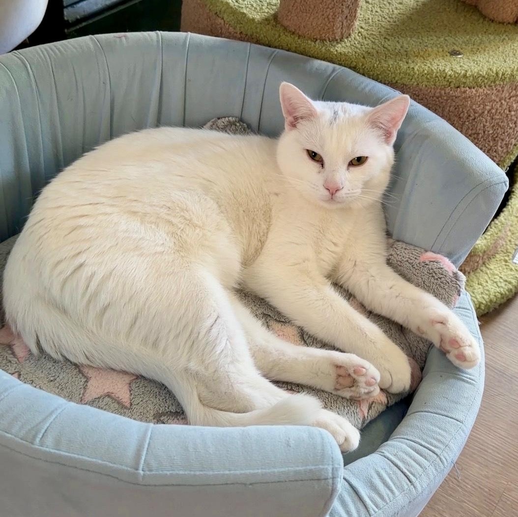 Dart Board, ADOPTABLE, Kitten Female Domestic Short Hair.