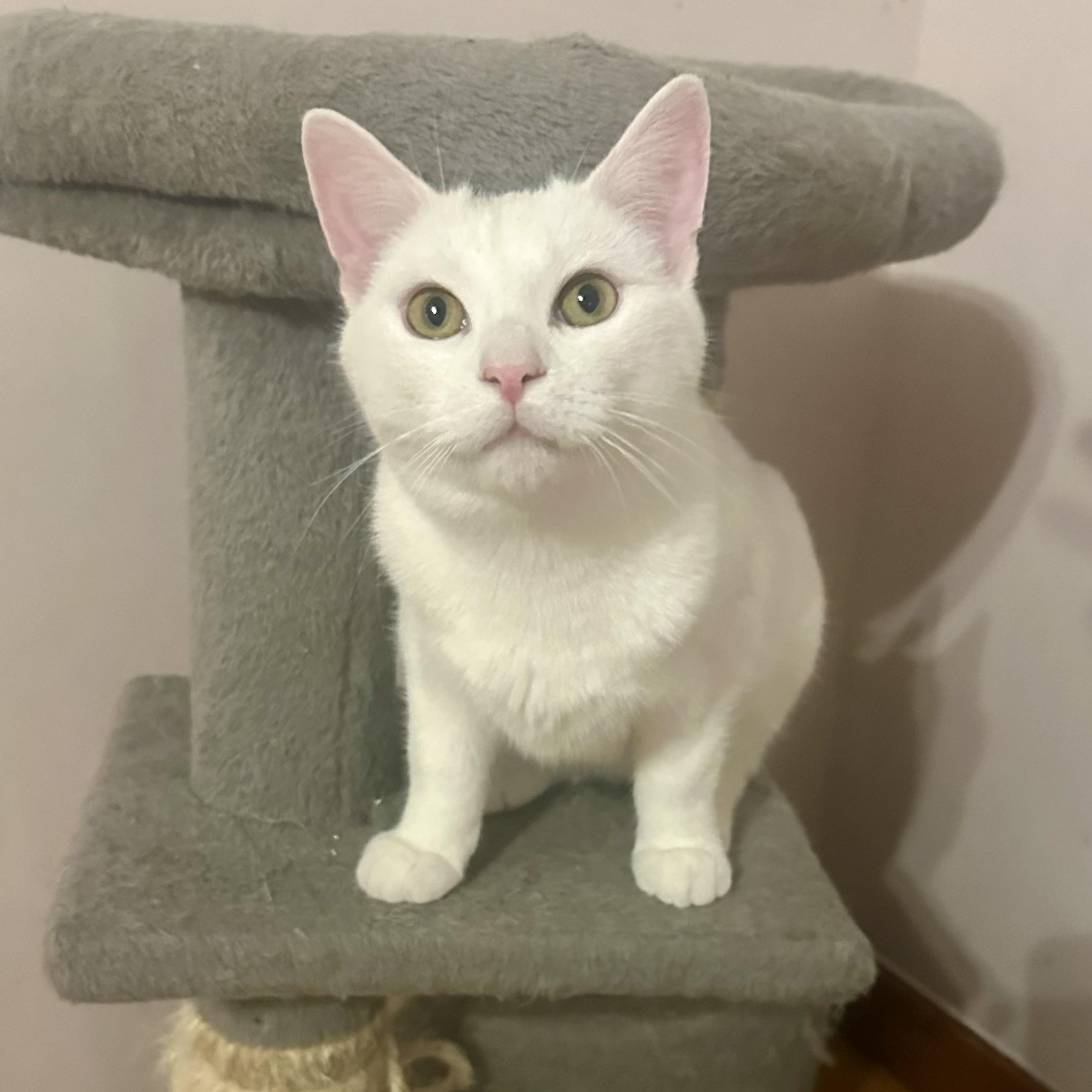 Enlarge Dart Board, a ADOPTABLE Domestic Short Hair in Richmond, VA image 2/2