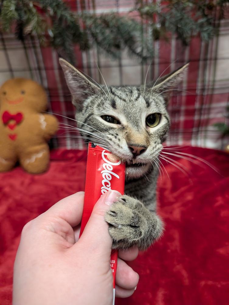 Kaiju, Adoptable, Kitten Male Tabby & Domestic Short Hair.