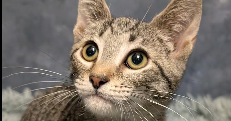 Enlarge Kaiju, a Adoptable mixed breed in Greensboro, NC image 2/3