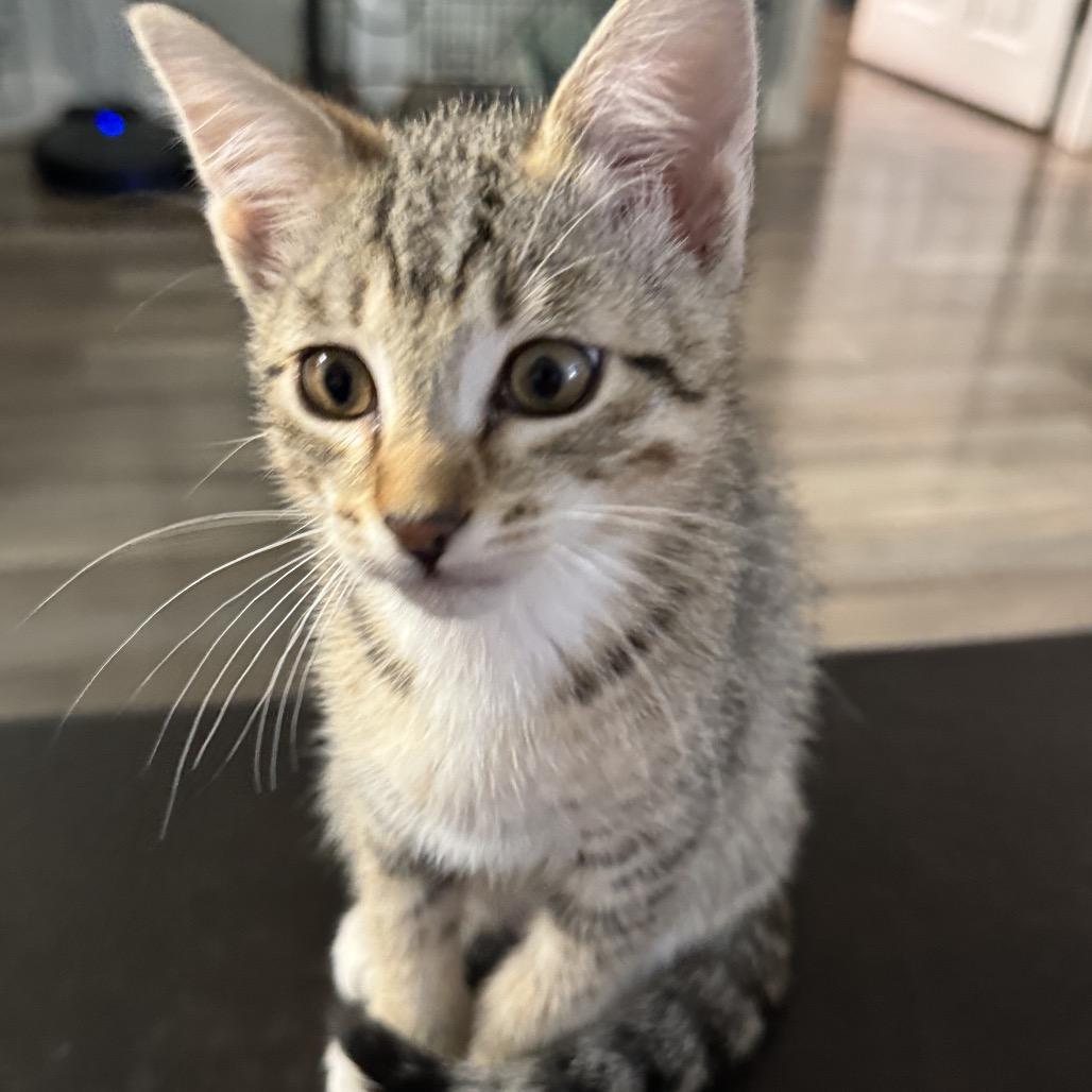 Baby Cheetah, Adoptable, Kitten Male Domestic Short Hair.