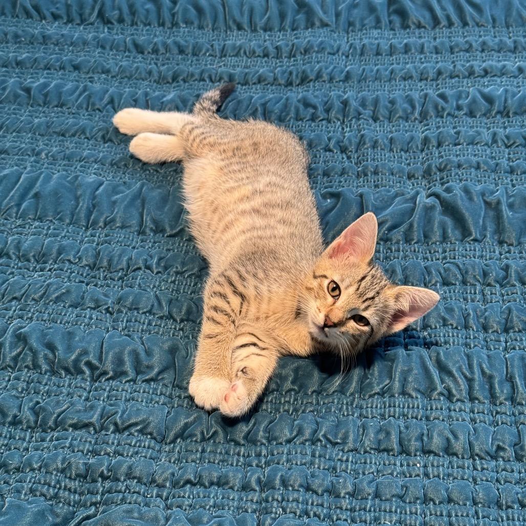 Enlarge Baby Cheetah, a Adoptable Domestic Short Hair in Spokane, WA image 2/3