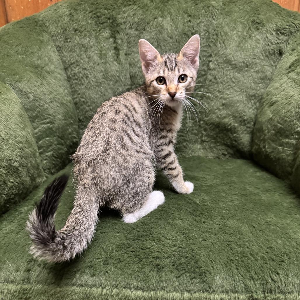 Enlarge Baby Cheetah, a Adoptable Domestic Short Hair in Spokane, WA image 3/3