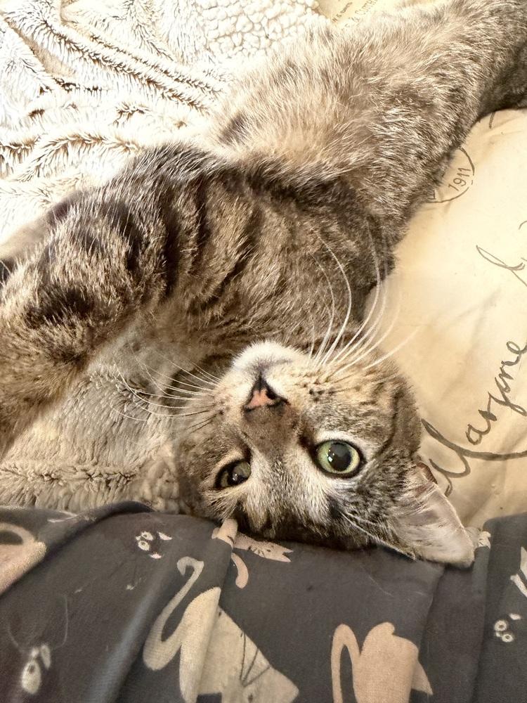 Olivia, Adoptable, Young Female Exotic Shorthair.
