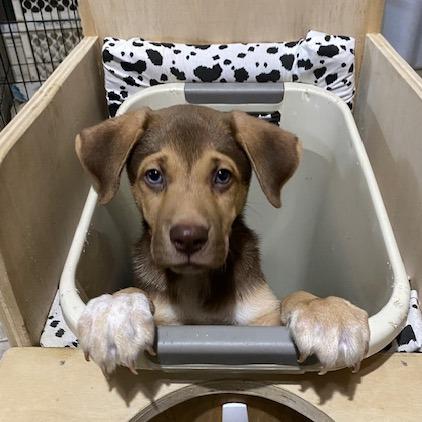 Hawkeye, Adoptable, Puppy Male Catahoula Leopard Dog & Mixed Breed.