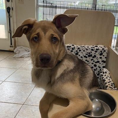 Enlarge Hawkeye, a Adoptable mixed breed in Austin, TX image 2/6