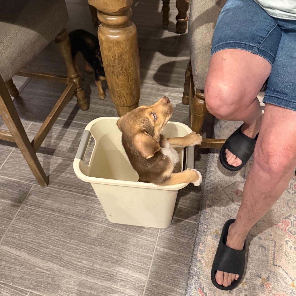 Enlarge Hawkeye, a Adoptable mixed breed in Austin, TX image 4/6