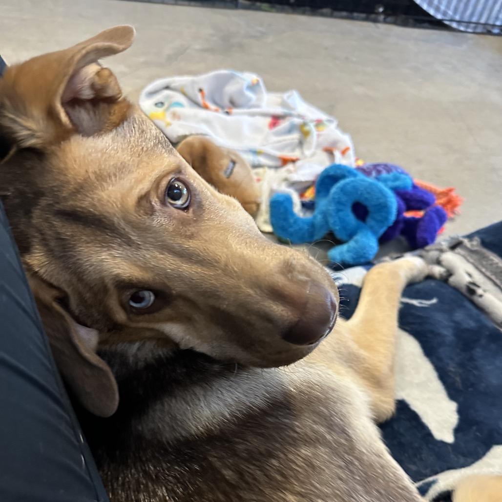 Hawkeye, a Adoptable mixed breed in Austin, TX image 5/6