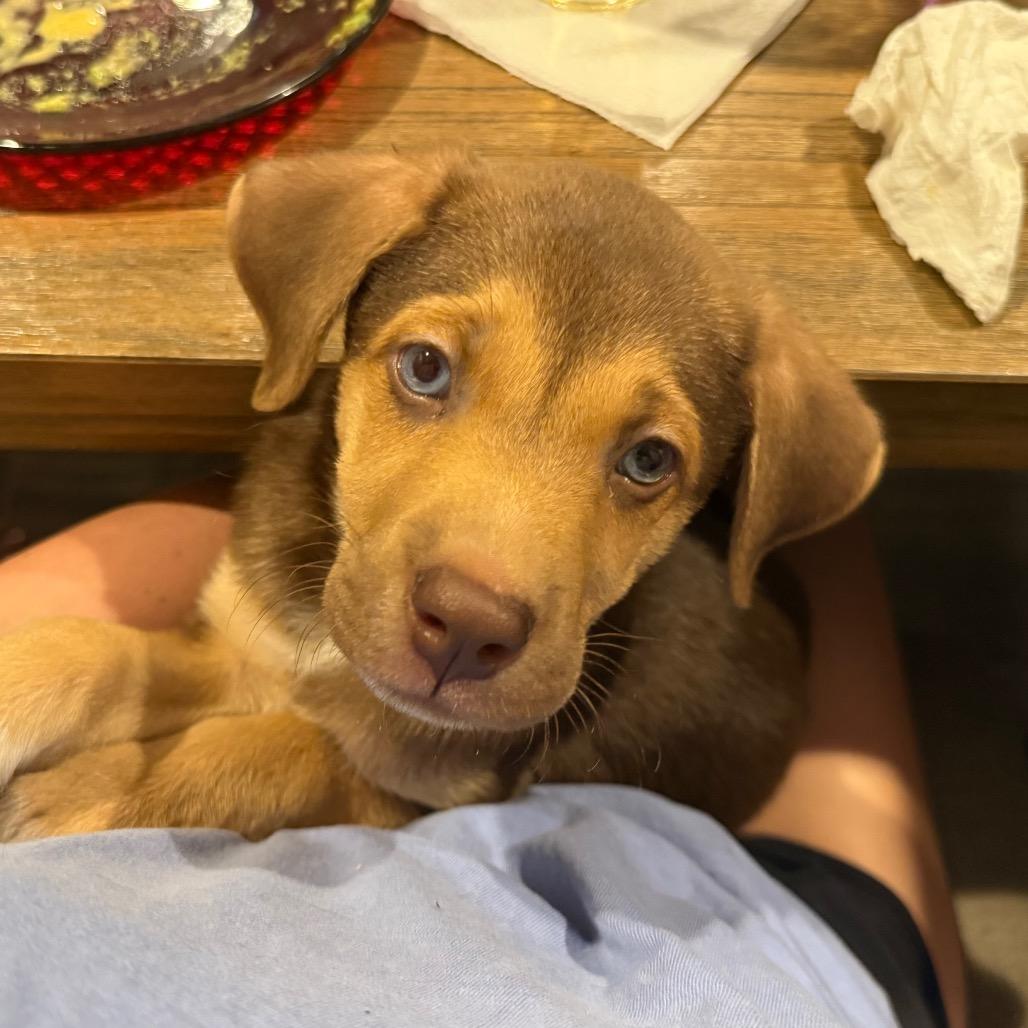 Enlarge Hawkeye, a Adoptable mixed breed in Austin, TX image 6/6