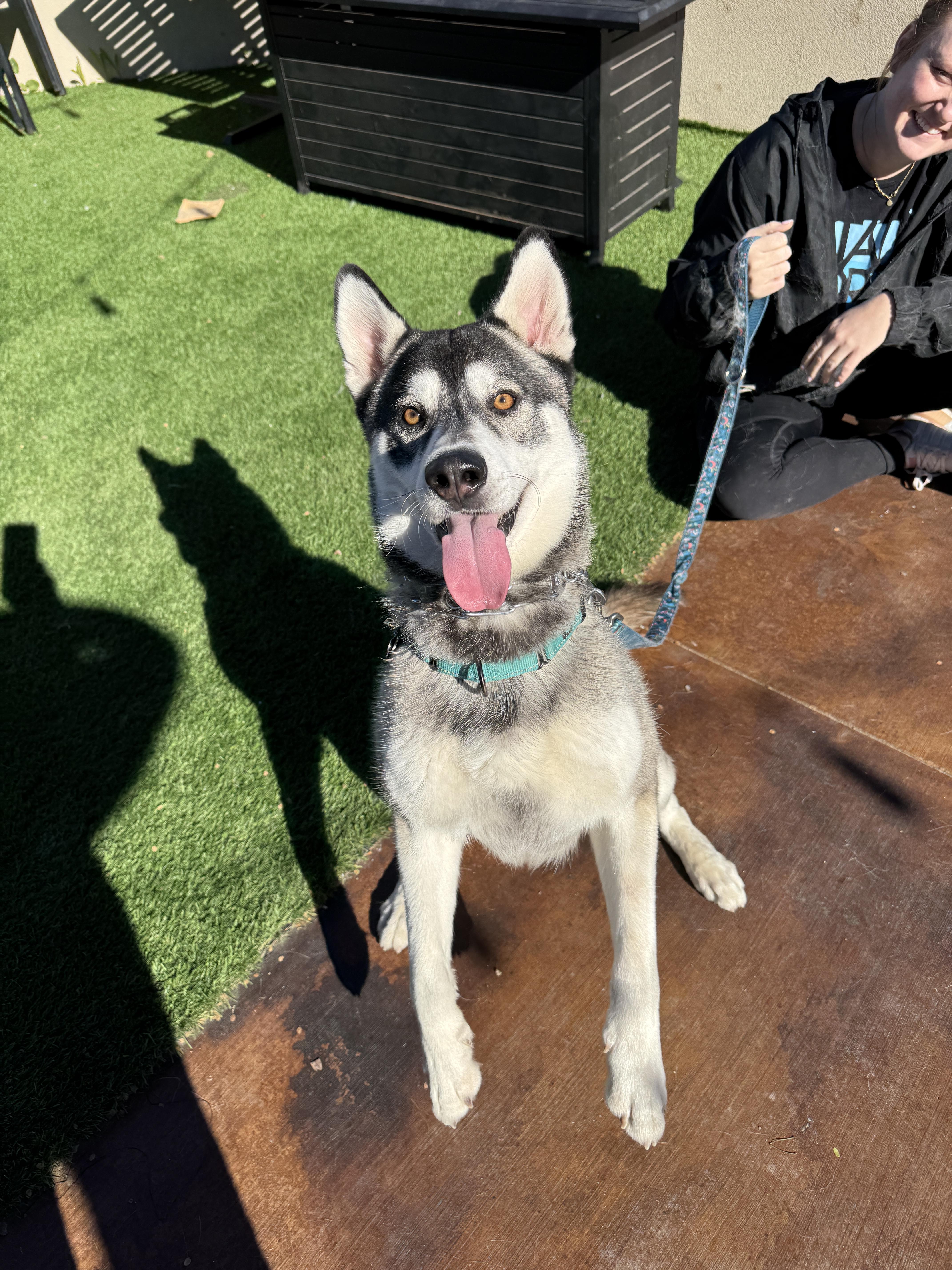 Enlarge Kit, a ADOPTABLE mixed breed in Scottsdale, AZ image 5/6