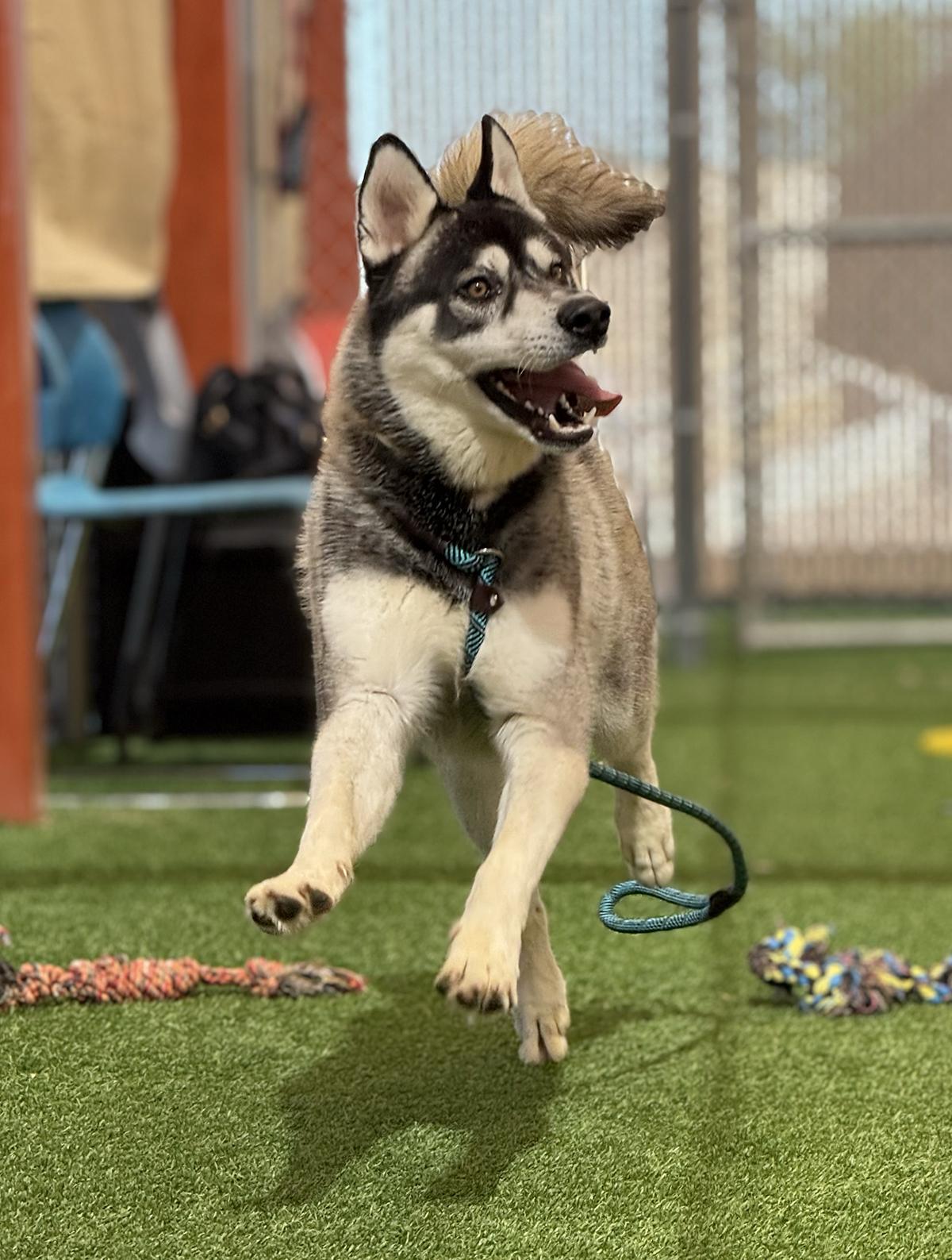 Enlarge Kit, a ADOPTABLE mixed breed in Scottsdale, AZ image 6/6