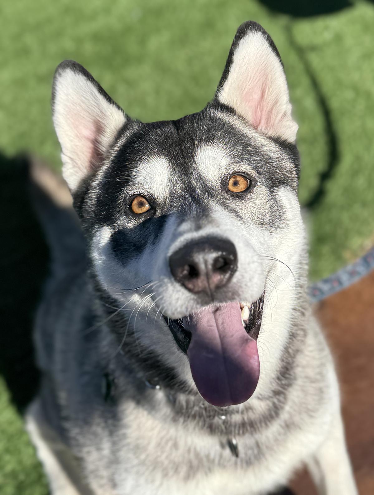 Enlarge Kit, a ADOPTABLE mixed breed in Scottsdale, AZ image 3/6