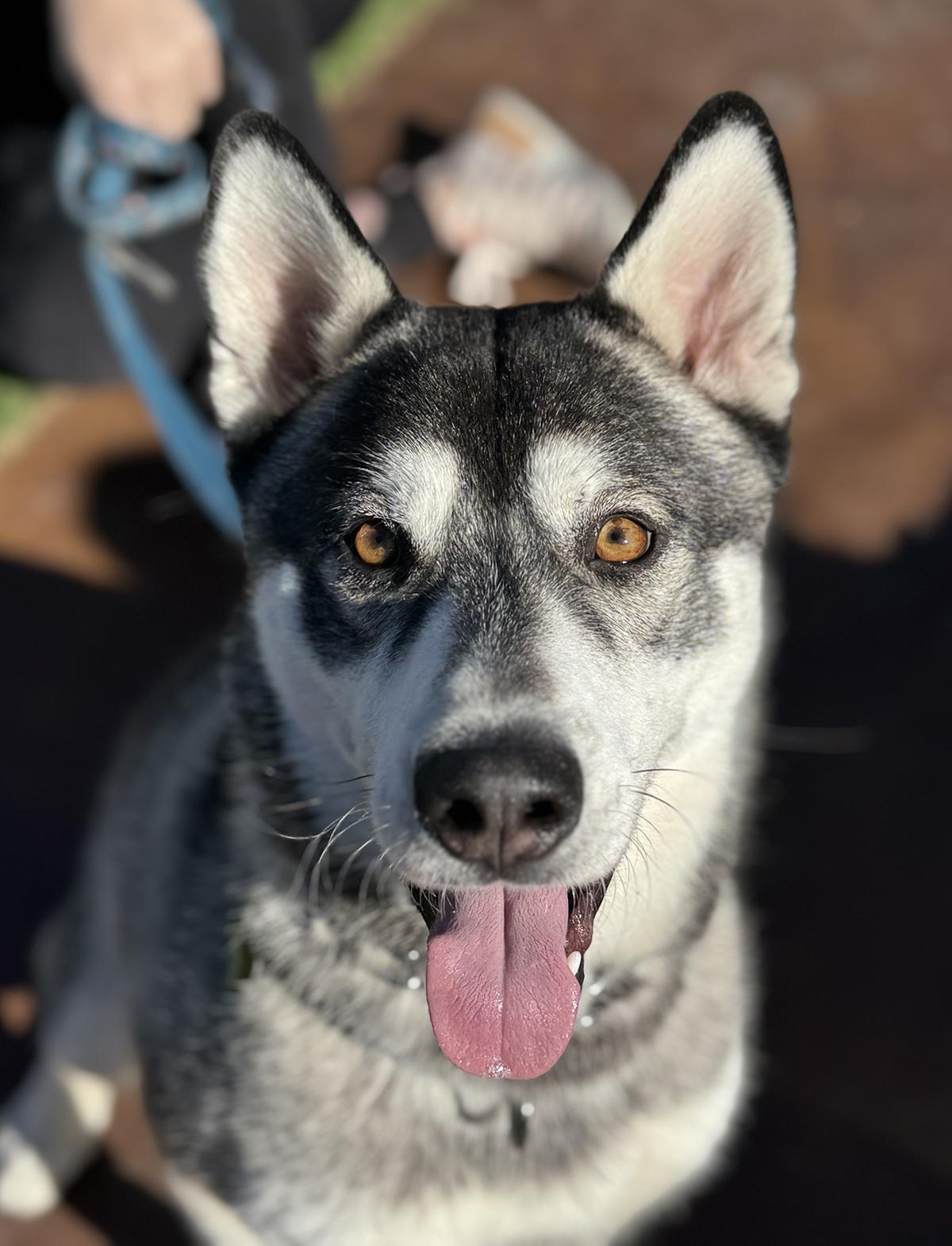 Kit, ADOPTABLE, Young Male Siberian Husky & German Shepherd Dog.