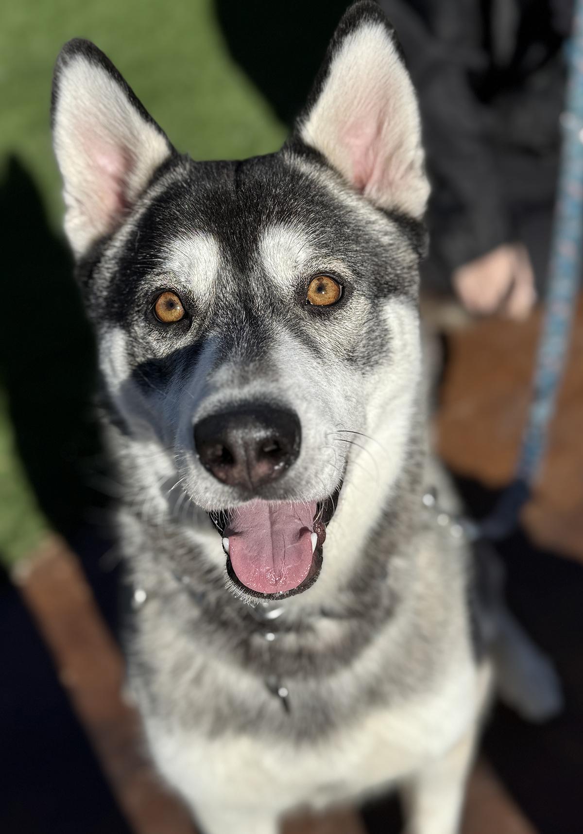 Enlarge Kit, a ADOPTABLE mixed breed in Scottsdale, AZ image 2/6