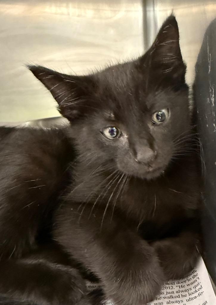 Sophie, a Adoptable mixed breed in Belton, TX image 1/5