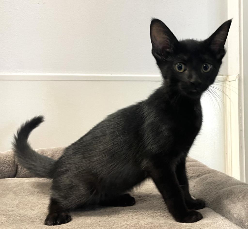 Sophie, Adoptable, Kitten Female Domestic Short Hair.