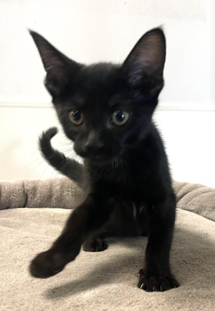 Sophie, Adoptable, Kitten Female Domestic Short Hair.