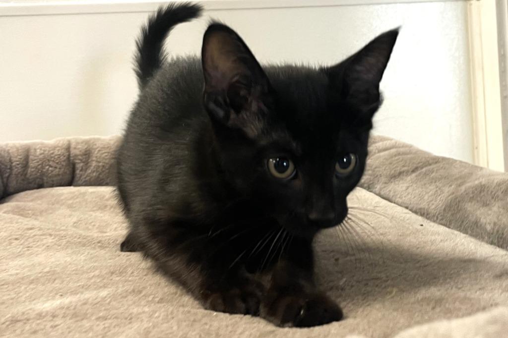 Enlarge Sophie, a Adoptable mixed breed in Belton, TX image 2/5