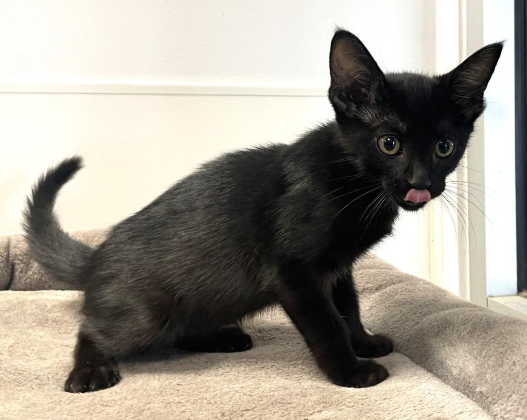 Enlarge Sophie, a Adoptable mixed breed in Belton, TX image 3/5