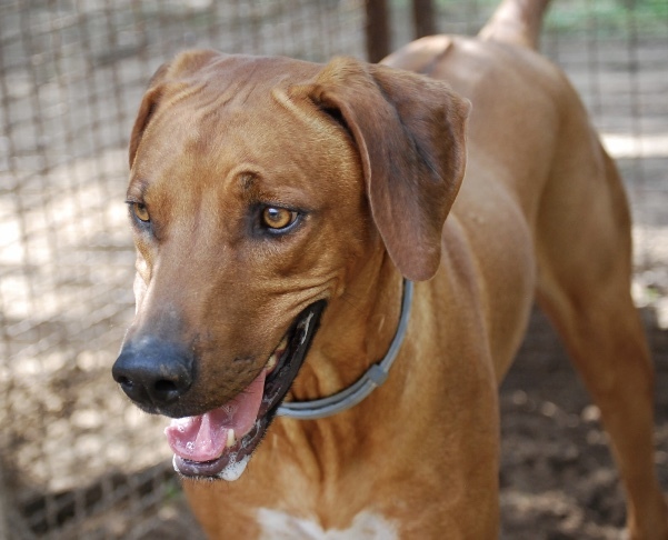 Thunder, a Adoptable Rhodesian Ridgeback in Paradise, TX image 1/6