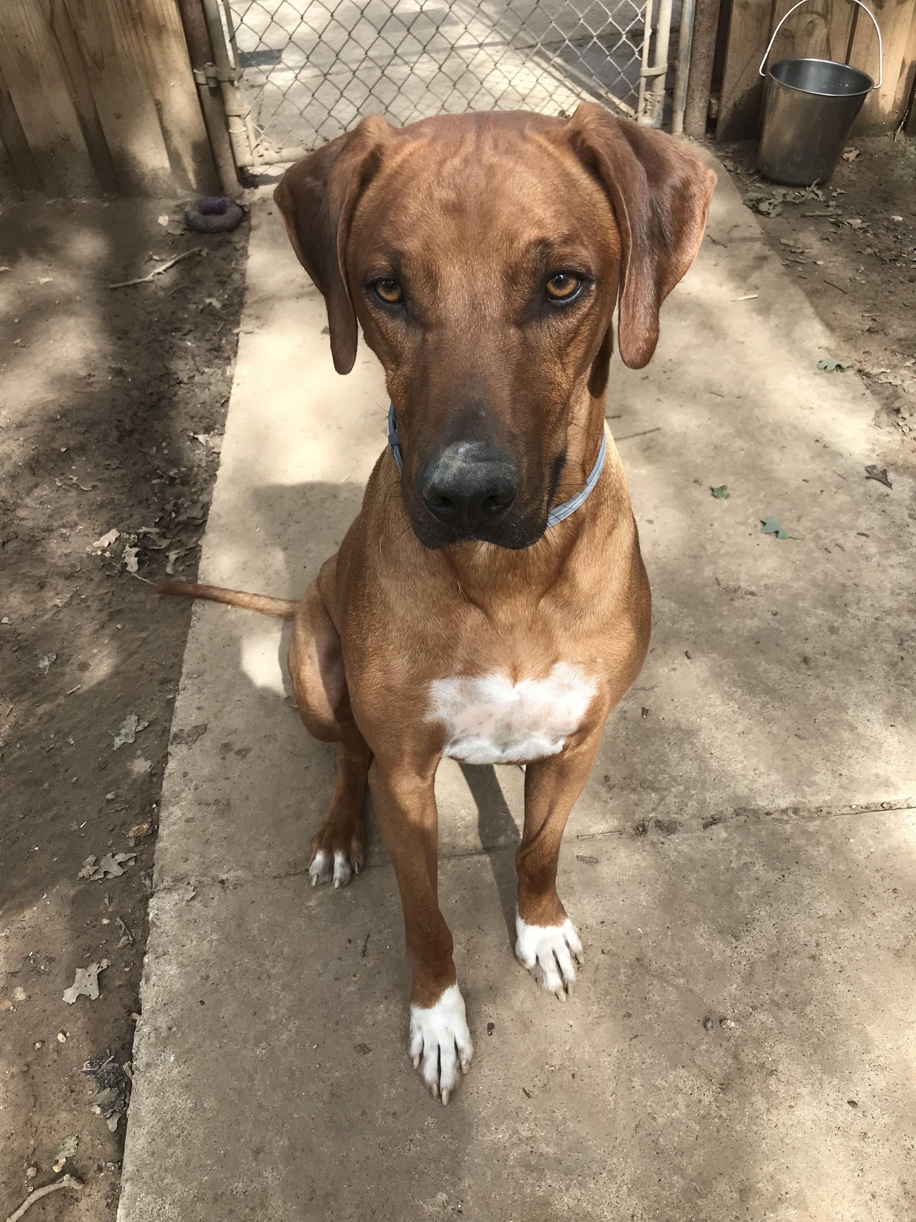 Thunder, a Adoptable Rhodesian Ridgeback in Paradise, TX image 2/6