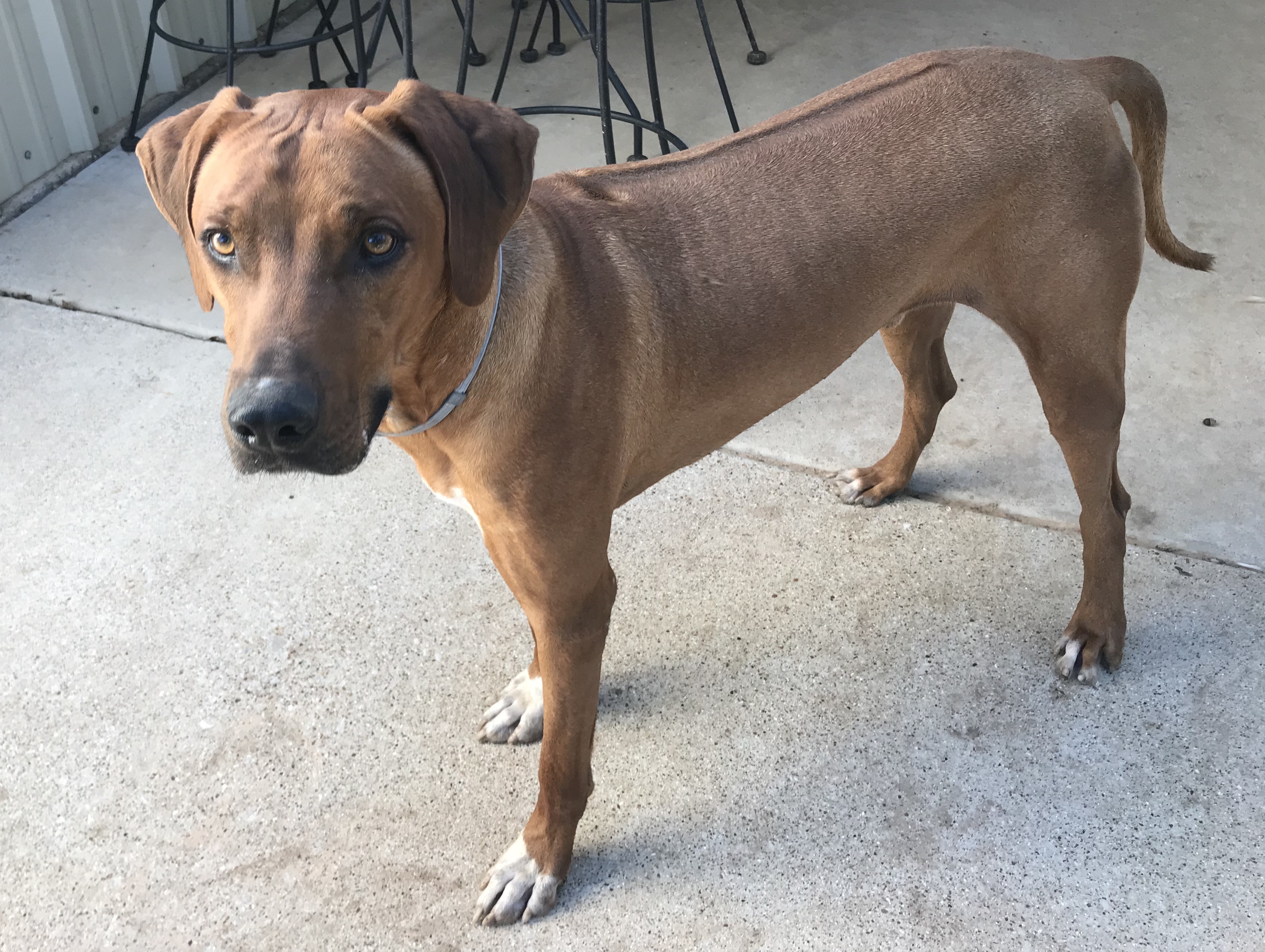 Thunder, a Adoptable Rhodesian Ridgeback in Paradise, TX image 4/6