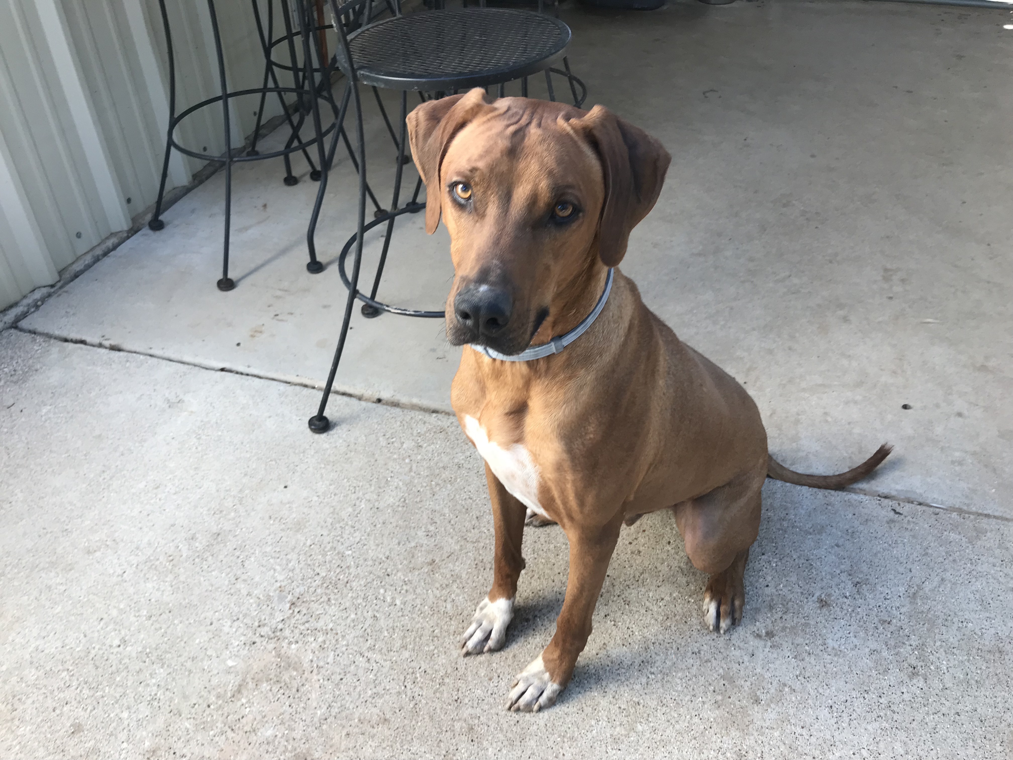 Thunder, a Adoptable Rhodesian Ridgeback in Paradise, TX image 5/6