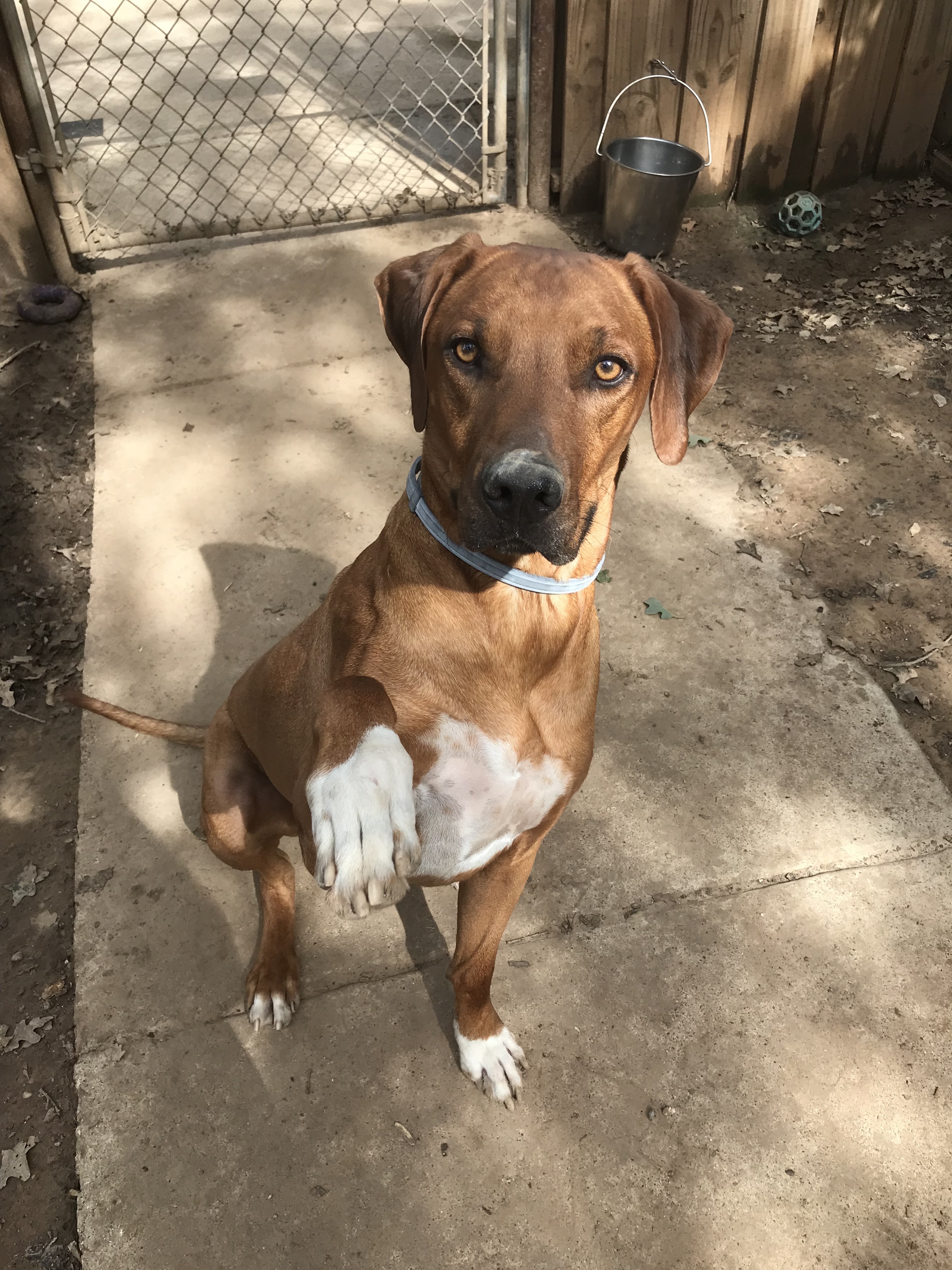 Thunder, a Adoptable Rhodesian Ridgeback in Paradise, TX image 6/6