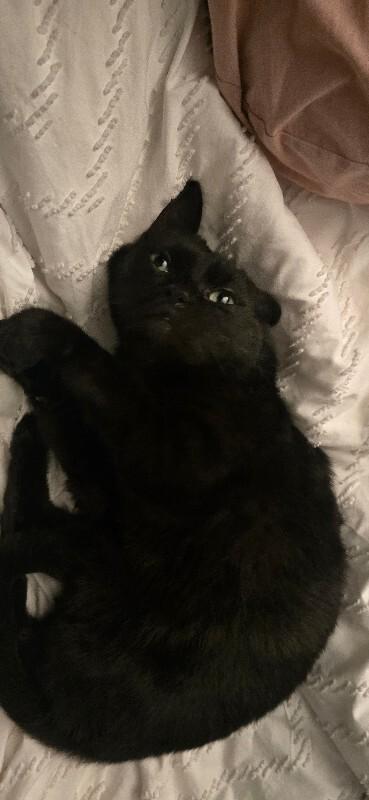 Night Shadow, Adoptable, Adult Male Domestic Short Hair.