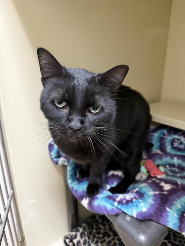 Enlarge Night Shadow, a Adoptable Domestic Short Hair in Arlington, WA image 2/3