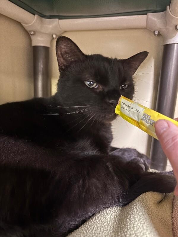 Enlarge Night Shadow, a Adoptable Domestic Short Hair in Arlington, WA image 3/3