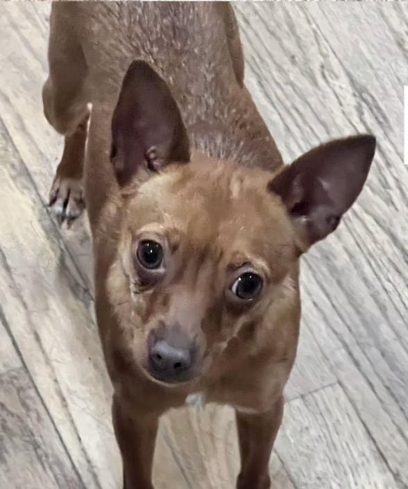 Enlarge Bonita, a ADOPTABLE mixed breed in Harrington, DE image 4/4